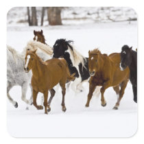 A winter scenic of running horses on The Square Sticker