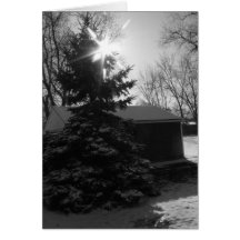 A Winters Day Greeting Cards