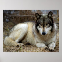 A Wolf Waiting and Watching Posters