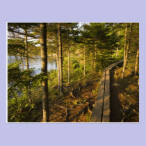 A wooden walkway in Acadia National Park Maine postcards