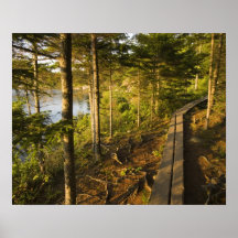 A wooden walkway in Acadia National Park Maine Poster