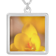 A yellow crocus blooms in Portsmouth, New Jewelry