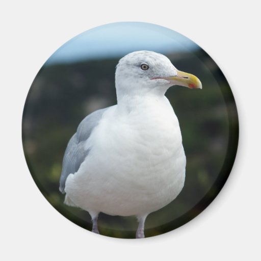 A Young Seagull Fridge Magnet