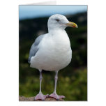 A Young Seagull Greeting Cards