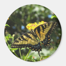 AA-  Yellow Swallowtail Butterfly Magnet