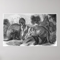 Aardvark - Orycteropus afer Portfolio Poster