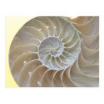 Abalone Postcard
