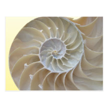Abalone Postcard