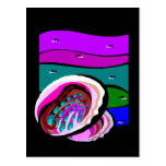 Abalone Postcards