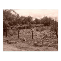 Abandoned vineyard 2 postcards