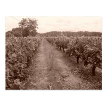 Abandoned vineyard postcard