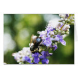 Abeille Carte De Vœux