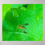 Abeille et feuille verte affiches