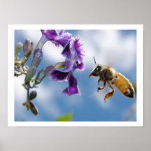 Abeille moissonnant le pollen posters