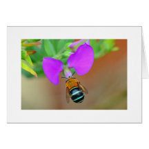 Abeille réunie par bleu australien toute la carte 