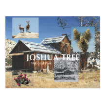 ABH Joshua Tree Post Cards