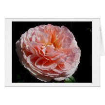 Abraham Darby Cards