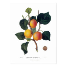 Abricot Carte Postale