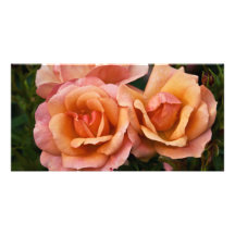 Abricot et rose DSC3262 de rose Carte Avec Photo