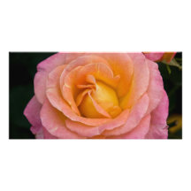 Abricot et rose DSC3444 de rose Photocarte