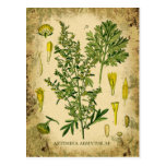 Absinthe Botanical Collage Post Cards