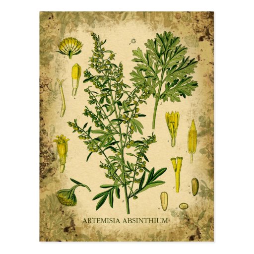 Absinthe Botanical Collage Post Cards