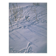 Abstract Bird tracks and feather imprint in the sn Postcards