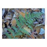Abstract Frost-covered fern on the forest floor Greeting Cards