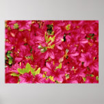 Abundant Azaleas Print