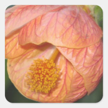 Abutilion ( Chinese Lantern) Sticker