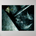 Abyss cat posters