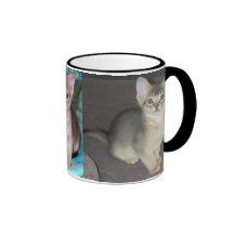 Abyssinian blue male kitten mugs