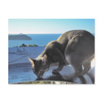 Abyssinian Cat Top of Mount Paku New Zealand Postcards
