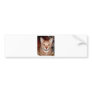 ABYSSINIAN CATS BUMPER STICKERS
