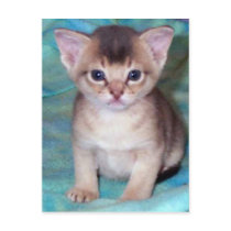 Abyssinian Kitten Baby Cat Postcards