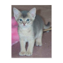 Abyssinian Kitten Six Weeks Old Postcard