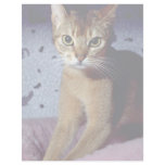 Abyssinian Letterhead