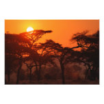 Acacia forest silhouetted at sunset, Tarangire Photo