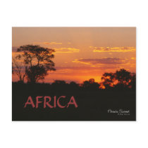 Acacia Sunset Africa Postcard