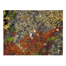 "Acadian Tide Pool" Postcard