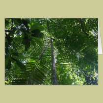 Acai palm tree cards