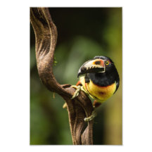 Acari in Costa Rica Photograph