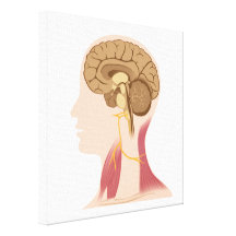 Accessory nerve human anatomy gallery wrapped canvas