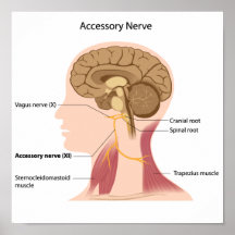 Accessory nerve Poster