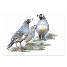 ACEO ATC California Quail Business Card