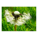 ACEO Blown Dandelion Flower Photo