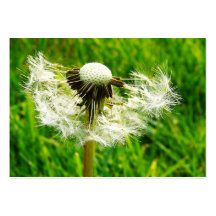ACEO Blown Dandelion Flower Photo Business Card