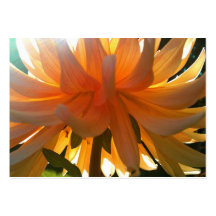 ACEO MACRO PHOTOGRAPHY TRADING CARDS BUSINESS CARDS