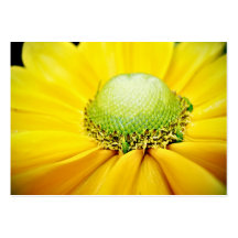 ACEO MACRO PHOTOGRAPHY TRADING CARDS BUSINESS CARD TEMPLATE