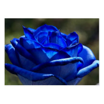 ACEO MACRO PHOTOGRAPHY TRADING CARDS BUSINESS CARDS